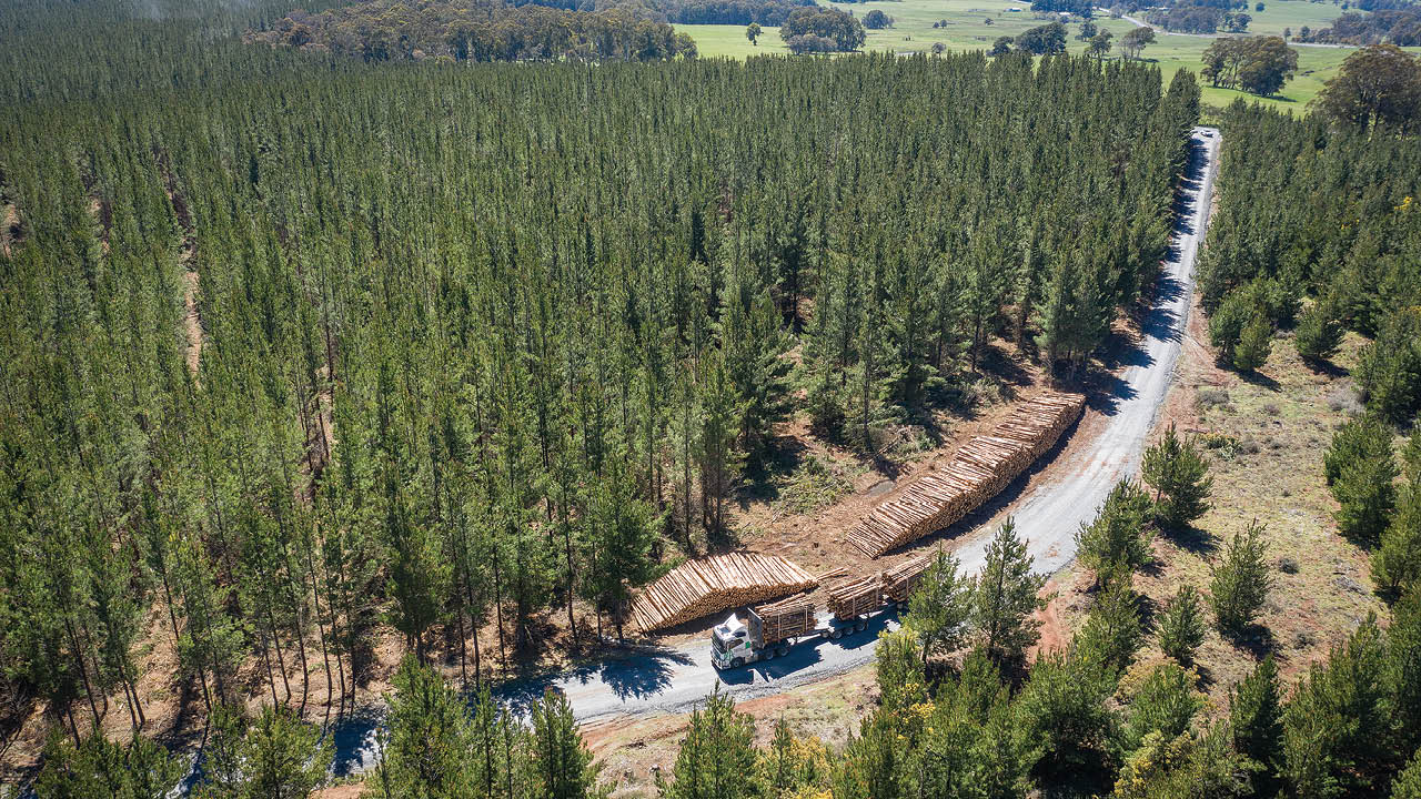 Responsibly managed forest