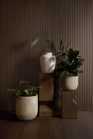 Ikara Channel - Rubra Oak