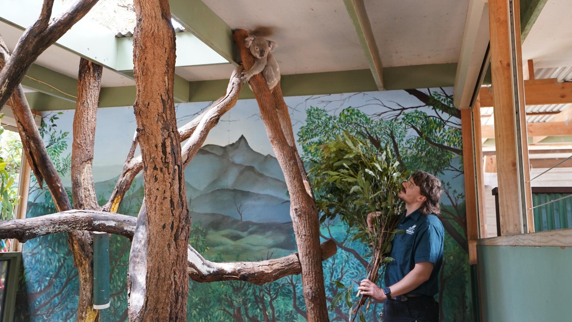 Easycraft Partnership with Byron Bay Wildlife Sanctuary | Creating Nature - Inspired Spaces