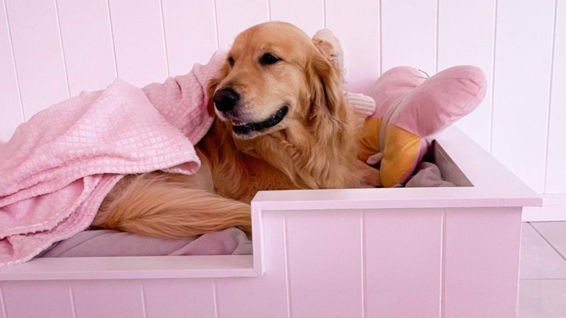 easyPET: How to create a DIY pet bed with easycraft panels