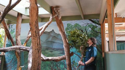 Easycraft Partnership with Byron Bay Wildlife Sanctuary | Creating Nature - Inspired Spaces
